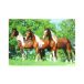 Kalendarz wieloplanszowy Konie w plenerze WL10 [11]